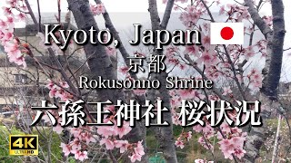 3月26日 六孫王神社の桜の開花状況｜東寺から六孫王神社への道のりも散策｜Strolling the cherry blossoms at Rokusonno Shrine [4K]