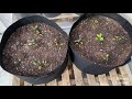 how to grow beets from seed in grow bags or containers from seed to harvest