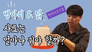 청계닭병아리 오골계병아리 토종닭병아리 / 병아리분양 병아리키우기 -병아리,닭 키울때 사료는 얼마나 줘야 할까?? [계룡동물농장]