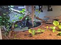 custom caiman enclosure with live vegetation shorts new trending subscribe reels vlog best