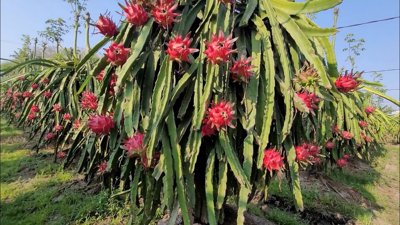 Luar Biasa Buahnya || Buah Hasil Melimpah || Hari Ke 2 Buah Naga Siap ...