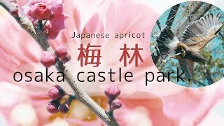 2019.2.2大阪城公園 梅園 ヌートリアVS カモ　japanese apricot in osakacastle park.