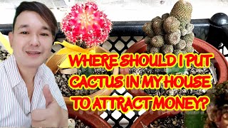 WHERE SHOULD I PUT CACTUS IN MY HOUSE TO ATTRACT MONEY