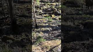 The spring at the Springfield Nature Center, Springfield Missouri #nature #missouri #adventure