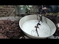 クリスマスローズ｜原種ニゲルが元気ないから掘り上げてみた｜digging up u0026 repotting helleborus niger