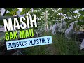 KENAPA BUAH MELON HARUS DIBUNGKUS PLASTIK ??