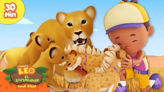 ¡FEROZ LEONA MADRE AMA A SUS CACHORROS! 🦁👶 | Animales Poderosos | Leo, El Explorador | Animación