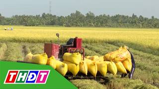 Giá thuê máy thu hoạch lúa tăng | THDT