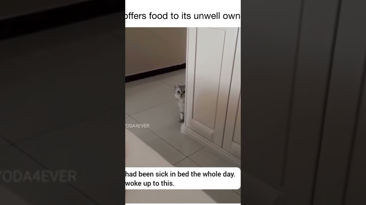 Caring Cats Care Cats Pets Housepetscare