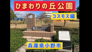 ひまわりの丘公園（コスモス）