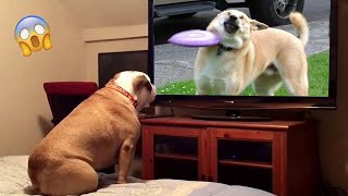 Try Not To laugh 😹: 1 Hour Of Funniest Animals Video 2023 | Pets Island