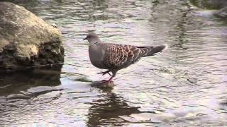 野鳥：キジバト／川の石の上で