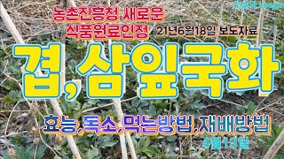 농촌진흥청이 인정한 겹,삼잎국화의 모든것! 효능.독소.먹는방법.재배방법등...