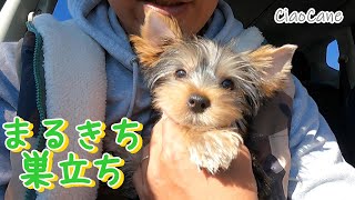 まるきち巣立ち【ヨークシャーテリア専門犬舎チャオカーネ】