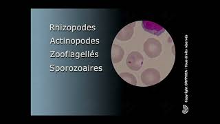 Classification des Protozoaires