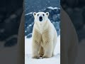 Amazing facts about Polar bears | Rainbow Kids BD | Bear | Facts | #shorts