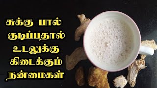 சுக்கு பால் குடிப்பதால் உடலுக்கு கிடைக்கும் நன்மைகள் || Health Benefits of Dry Ginger Tamil