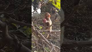 Baby enjoying #monkeys 🐒 #shorts