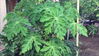 Solo Papaya in Laks backyard orchard - spring 2018