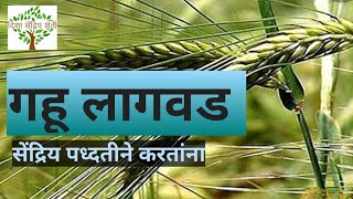 गहू लागवड सेंद्रिय पद्धतीने बीजसंस्कार लागवड अंतर नत्राची उपलब्धतासाठी आंतरपीक organic gahu lagvad