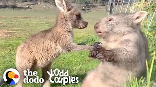 Wombat And Kangaroo Are Obsessed With Each Other | The Dodo Odd Couples
