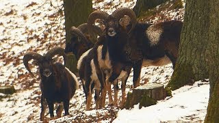 Muflon - Mouflon (Ovis musimon - Ovis ammon musimon) - Male/Samec