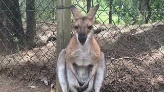 Kangaroo, Lone Pine Koala Sanctuary Brisbane, Australia -- Part 1 #australia #animals #kangaroo