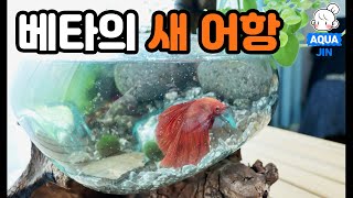 (ENG) 베타 새 어항 으로 이사가요! 수면 호흡을 위해 테라리움 우드글라스에서 베타 키우기 (우드글라스 제품협찬)