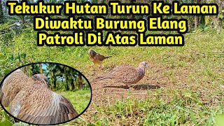 Tekukur Suara Besar Berteman Dengan Burung Elang || Memikat Burung Tekukur