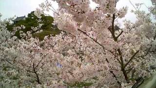 090405 岡崎城の桜 -06- (愛知県岡崎市)