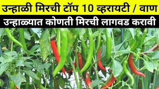 उन्हाळी मिरची चे 10 वाण | उन्हाळ्यात कोणत्या मिरची ची लागवड करावी | chilli varieties | Mirchi lagwad