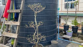 Saron hnah paih @ July 2024 #bougainvillea #gardening #pinching