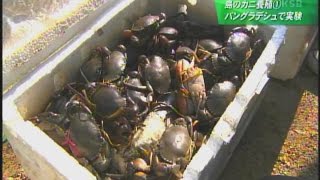 種子島のカニ養殖実験　2年目の挑戦