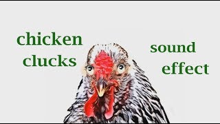 How A Chicken Clucks / Sound Effect / Animation