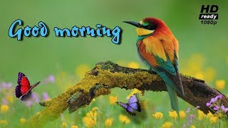 Beautiful Birds with Good morning Songs - Good morning video - WhatsApp Status Video [4K]