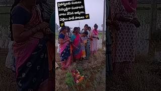 మా పంట చేనులో అక్కలు, చెల్లెమ్మలు కలిసి పాడుకున్న పాటలు #farming #agriculture @AlliswellSAIDULU