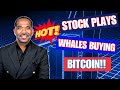 Hot Stock Plays 🔥 | Whales Holding Bitcoin!