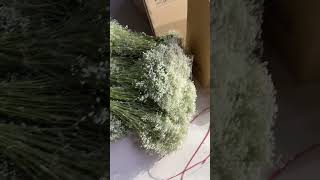 Preserved baby’s breath/Gypsophila flower white #preservedflower #dryflower
