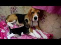 Tom and Jerry Relationship between Beagle Puppy and Dog | Leo & Lily | Leo The Beagle