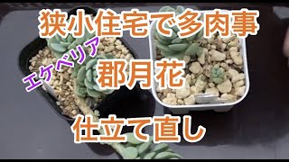 [多肉植物]エケベリア　郡月花　仕立て直し