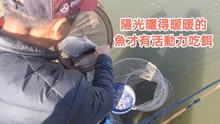 【福壽魚之章】13度的低溫，要等魚曬夠了太陽，才肯出來吃餌！