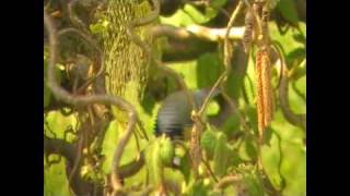 Kohlmeisen und Blaumeisen im Garten