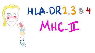 HLA-DR2, DR3 and DR4 (MHC-class II)