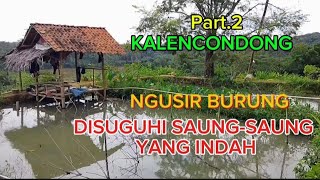 NGUSIR BURUNG DI KALENCONDONG