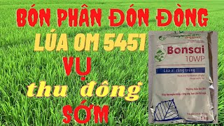 Quy trình sạ phân đón đòng lúa OM 5451 vụ thu đông ( vụ 3 sớm ) đạt năng suất cao