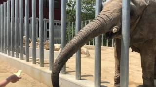 【香川県東かがわ市】しろとり動物園のゾウさん