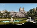 cherry blossom at kyunghee university in seoul 🇰🇷