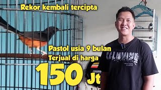 REVIEW MURAI PASTOL TERMAHAL DI SUMATERA ‼️ SETTINGAN HARIAN DAN LOMBA LENGKAP