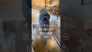 🐶:あのー、相席してもいいですか？        という眼差しに一瞬見えてしまった一コマです。詳細は関連動画にて🐾#ペット動画 #トイプードル #かわいい