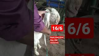 Hydpat Gulabi male 16.6 kaan Location Gujarat Baroda halol Royal_Goat_Farm_Kus_Hid #short #follow